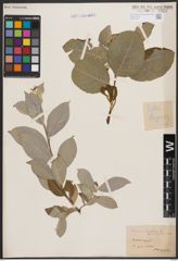 Foto von Salix caprea L.